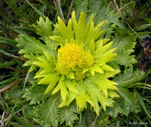 Image of Bear's-foot Sanicle