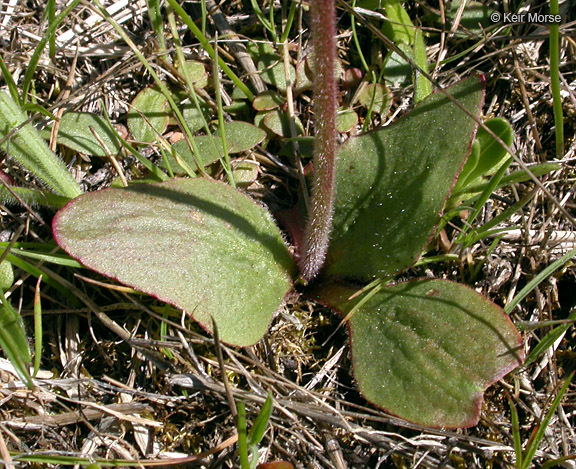 Imagem de Micranthes integrifolia (Hook.) Small