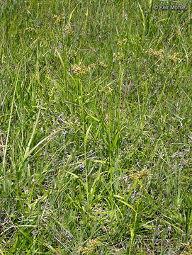 Слика од Scirpus pendulus Muhl.