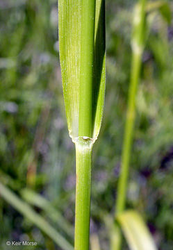 Слика од Scirpus pendulus Muhl.