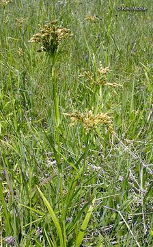 Слика од Scirpus pendulus Muhl.