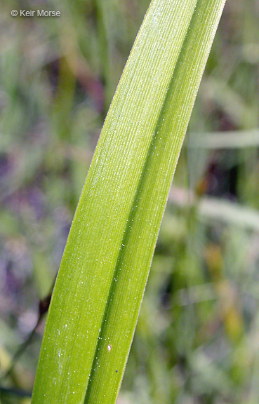 Scirpus pendulus Muhl. resmi