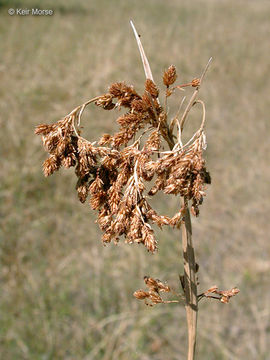 Image of rufous bulrush