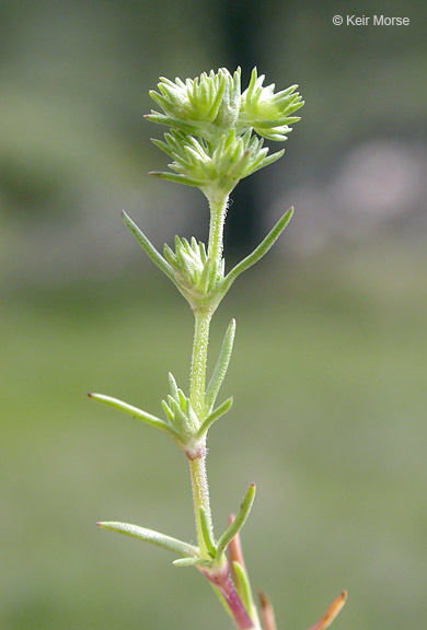 صورة <i>Scleranthus <i>annuus</i></i> ssp. annuus