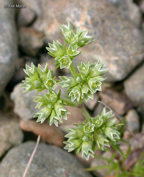 صورة <i>Scleranthus <i>annuus</i></i> ssp. annuus