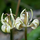 Scoliopus hallii S. Watson resmi