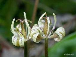 Scoliopus hallii S. Watson resmi