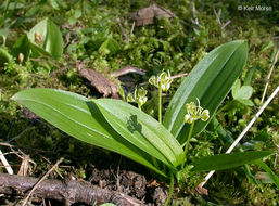 Scoliopus hallii S. Watson resmi