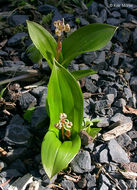 Scoliopus hallii S. Watson resmi