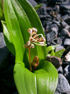 Scoliopus hallii S. Watson resmi