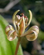 Scoliopus hallii S. Watson resmi