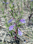 Scutellaria antirrhinoides Benth.的圖片