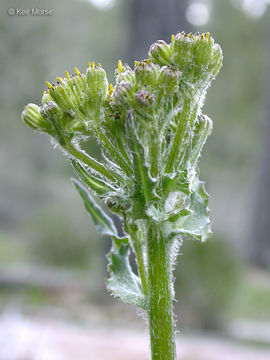 Imagem de Senecio integerrimus var. exaltatus (Nutt.) Cronq.