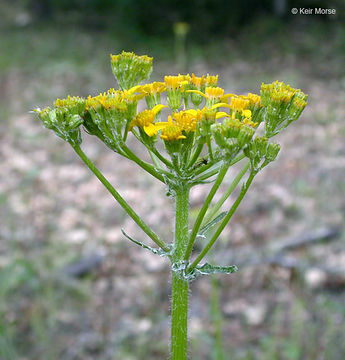 Imagem de Senecio integerrimus var. exaltatus (Nutt.) Cronq.