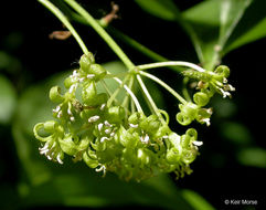 Image de Smilax californica (A. DC.) A. Gray