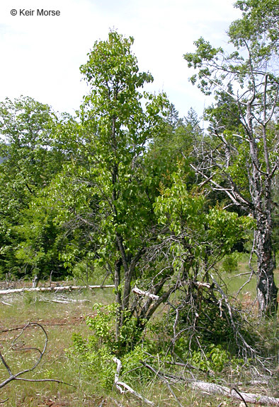 Image of Common Lilac