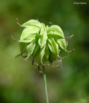 Image of <i>Thalictrum polycarpum</i>