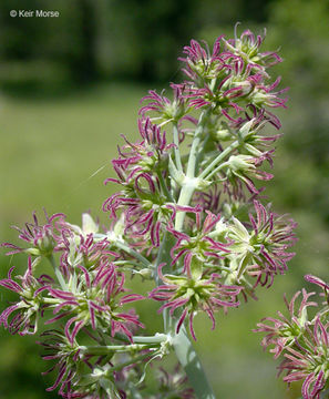 Image of <i>Thalictrum polycarpum</i>