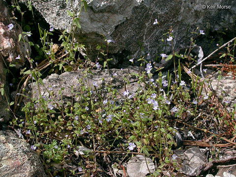 Image of Small-flower Tonella