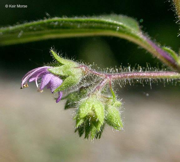 Trichostema simulatum Jeps. resmi