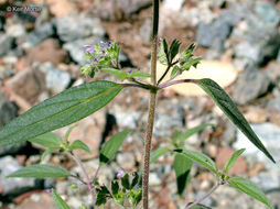 Trichostema simulatum Jeps. resmi