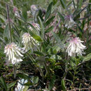 Sivun Trifolium eriocephalum subsp. eriocephalum kuva