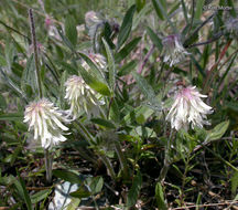 Image of woollyhead clover