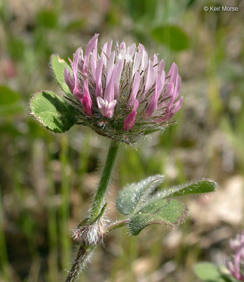 Image of rose clover