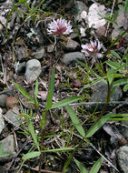 Image of longstalk clover