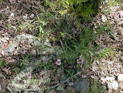 Image of longstalk clover