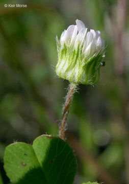 Image of thimble clover