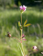 Image of Trifolium variegatum var. variegatum