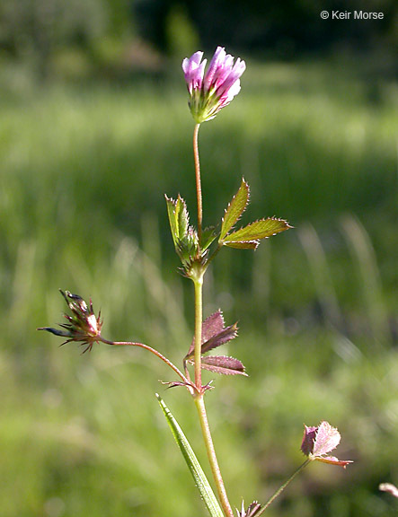Sivun Trifolium variegatum var. variegatum kuva