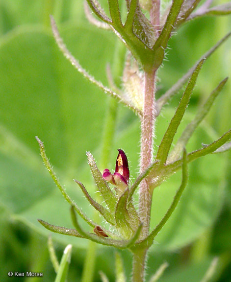 Image of dwarf owl's clover