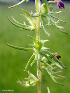 Слика од Triphysaria pusilla (Benth.) T. I. Chuang & L. R. Heckard