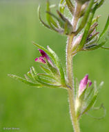 Image of dwarf owl's clover