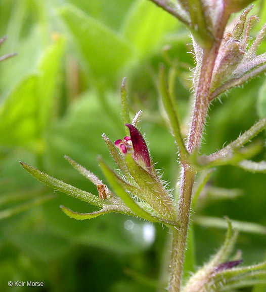 Слика од Triphysaria pusilla (Benth.) T. I. Chuang & L. R. Heckard