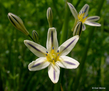 Image of Henderson's triteleia