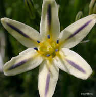 Image of Henderson's triteleia