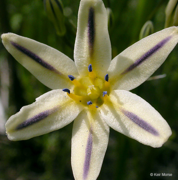 Image of Henderson's triteleia