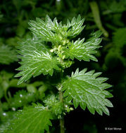 Image of Small Nettle