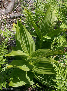 Image of Siskiyou false hellebore