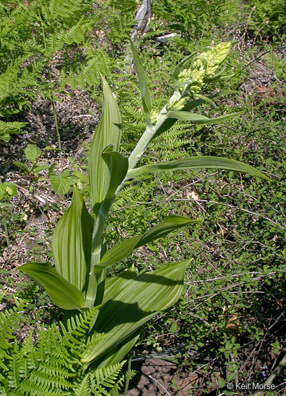 Veratrum insolitum Jeps.的圖片