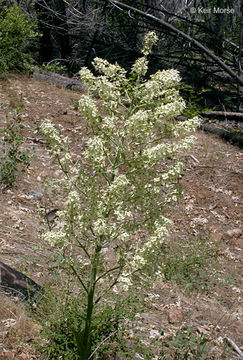 Image of Siskiyou false hellebore