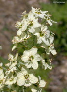 Image of Siskiyou false hellebore