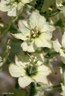 Image of Siskiyou false hellebore