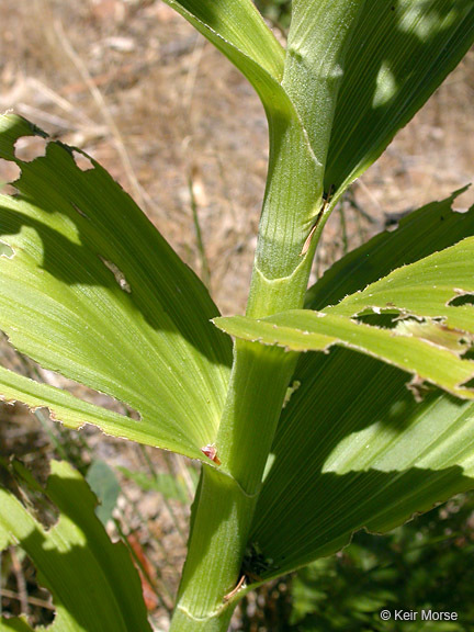 Veratrum insolitum Jeps.的圖片