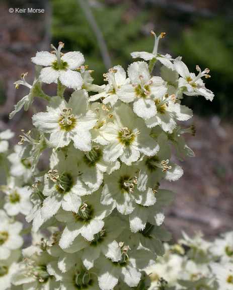 Veratrum insolitum Jeps.的圖片