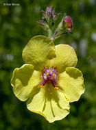 Image of moth mullein