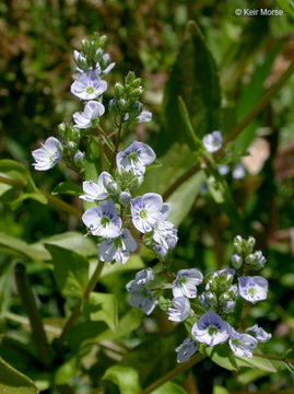 Image of Blue Water-speedwell